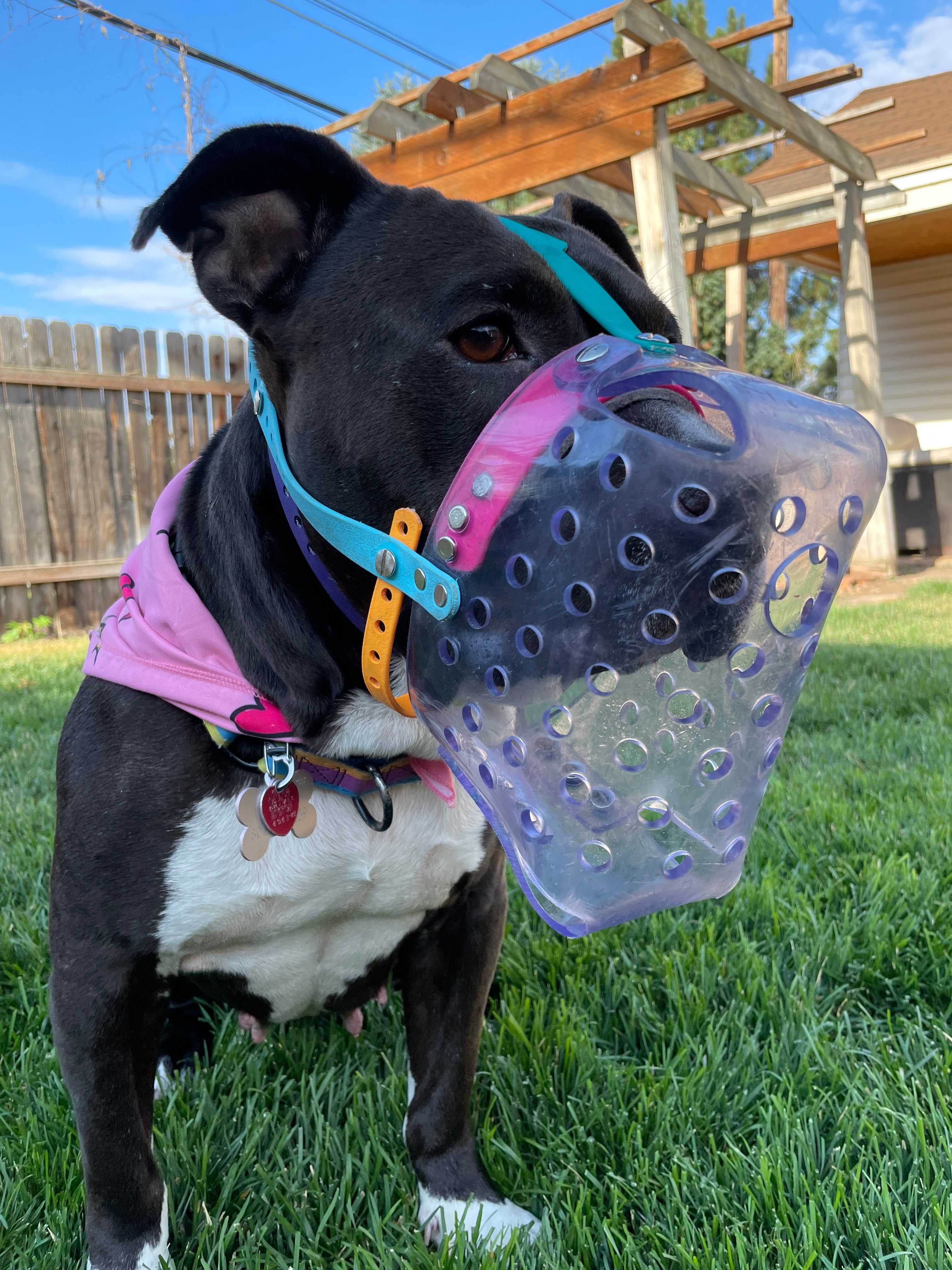 Plastic dog clearance muzzle